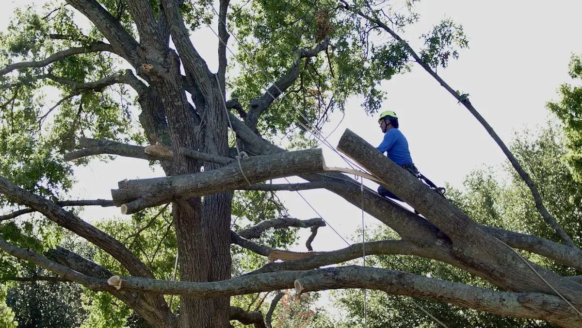 Professional Crown Thinning performed by certified arborists in Plum